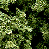 LWFC57B 잎뭉치:연두색,철도모형,기차모형,열차모형,트레인몰
