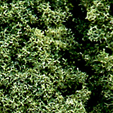LWFC58B 잎뭉치:초록색,철도모형,기차모형,열차모형,트레인몰