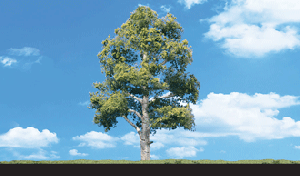 [Woodland scenics] TR3538 자작나무 (18cm~20cm),철도모형,기차모형,열차모형,트레인몰